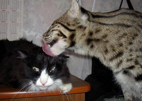 开云官网APP下载-CS2 世界总决赛火爆开幕 s1mple誓要再夺MVP，cs1.62012世界总决赛决赛